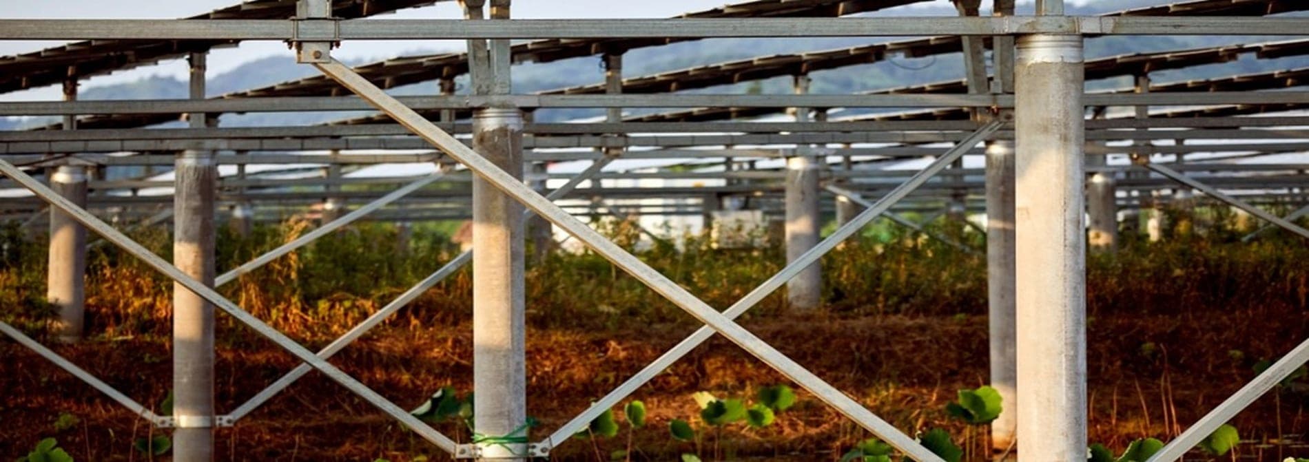 Structure agrivoltaïque au-dessus d'une parcelle